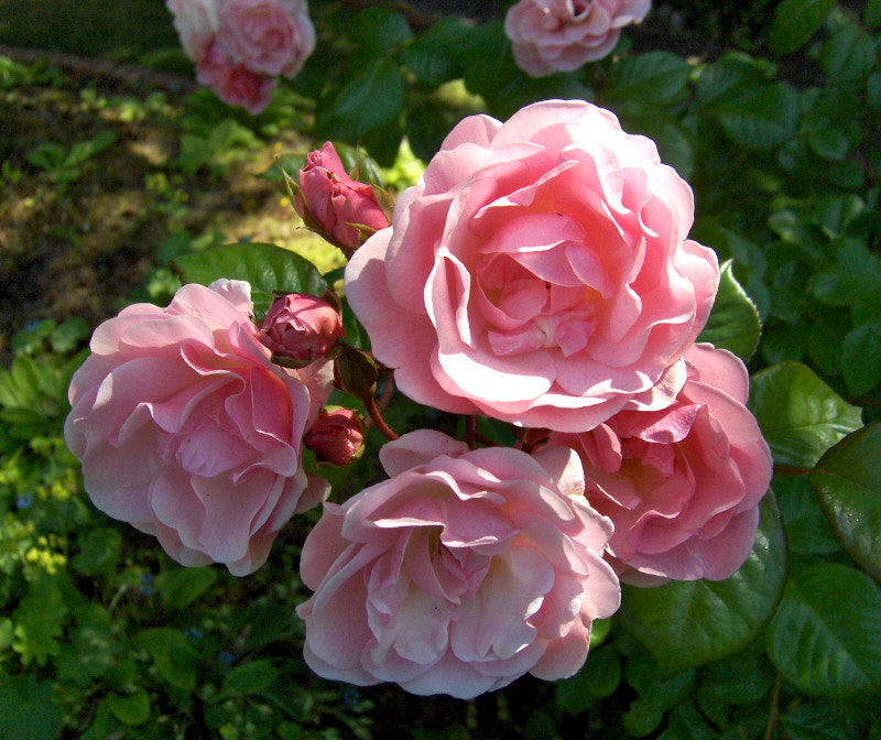 HP PHOTOSMART R927  (V01.00) sample photo. Rose cluster photography