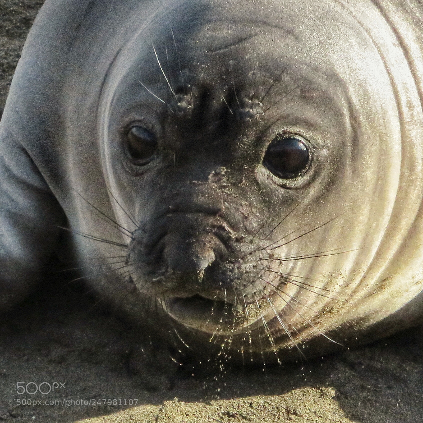 Canon PowerShot SX720 HS sample photo. Sandy whiskers photography