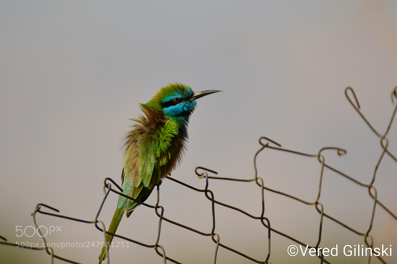 Nikon D3200 sample photo. Merops orientalis photography