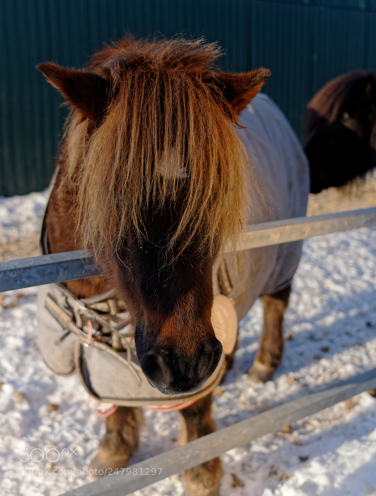 Sony a7R III sample photo. Shetland pony photography