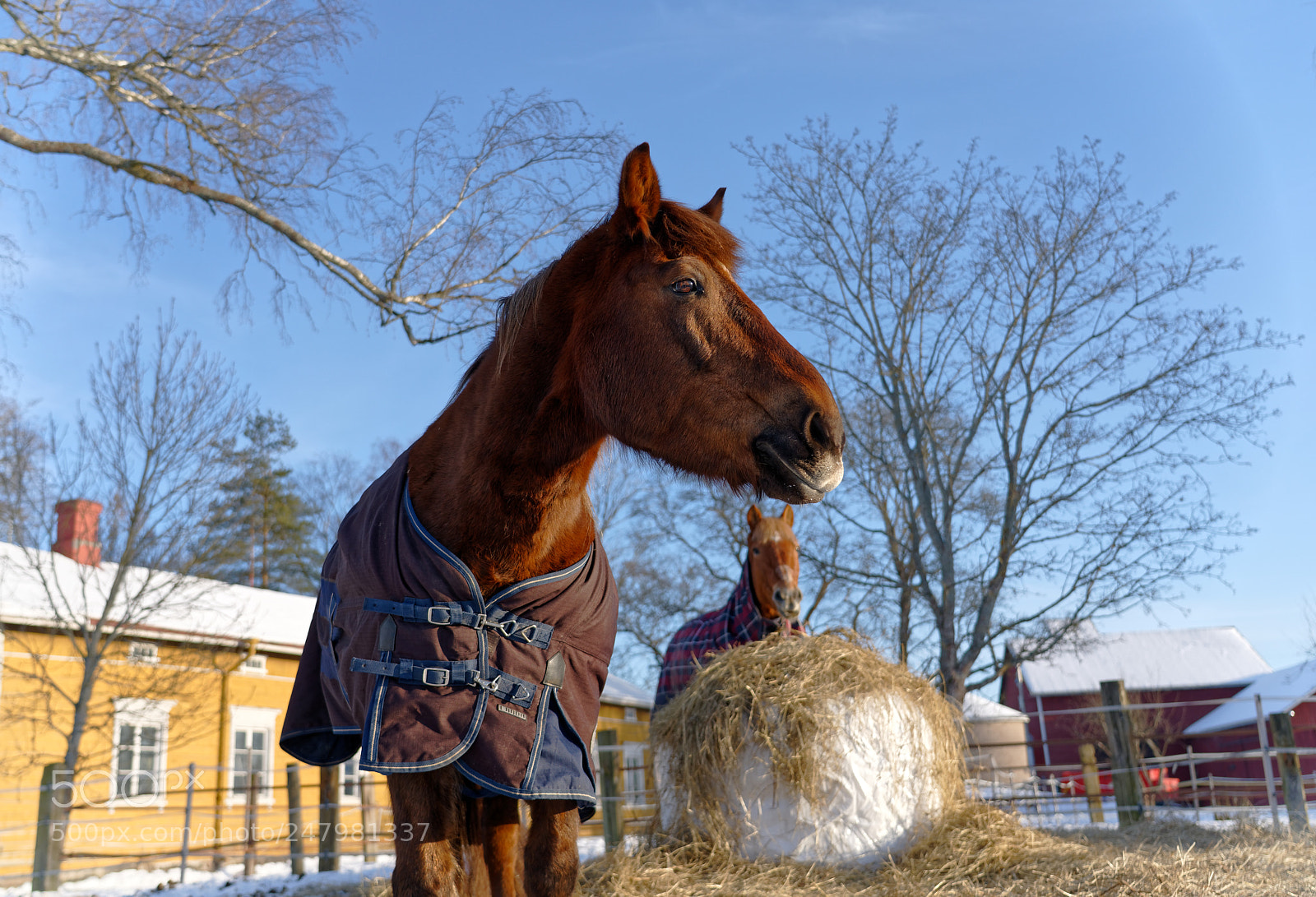Sony a7R III sample photo. Horses photography
