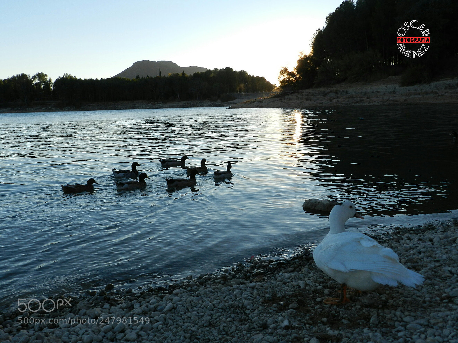 Nikon Coolpix P500 sample photo. Patos en el agua photography