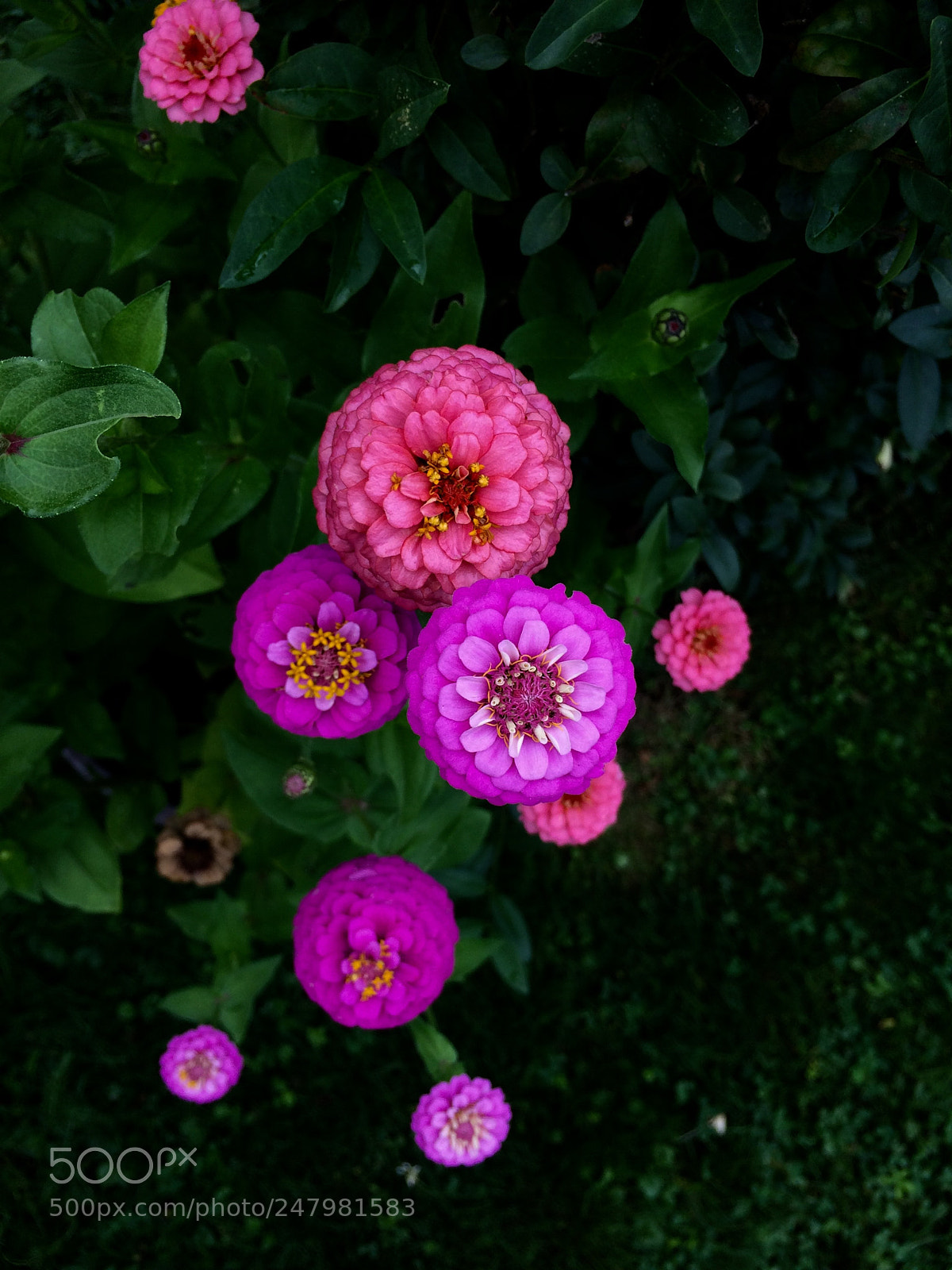 Apple iPhone 5s sample photo. Beautiful flowers photography