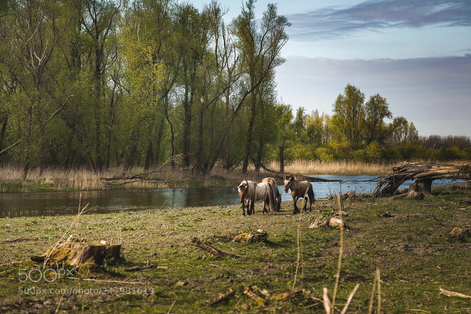 Canon EOS 5D sample photo. Winter survivors photography