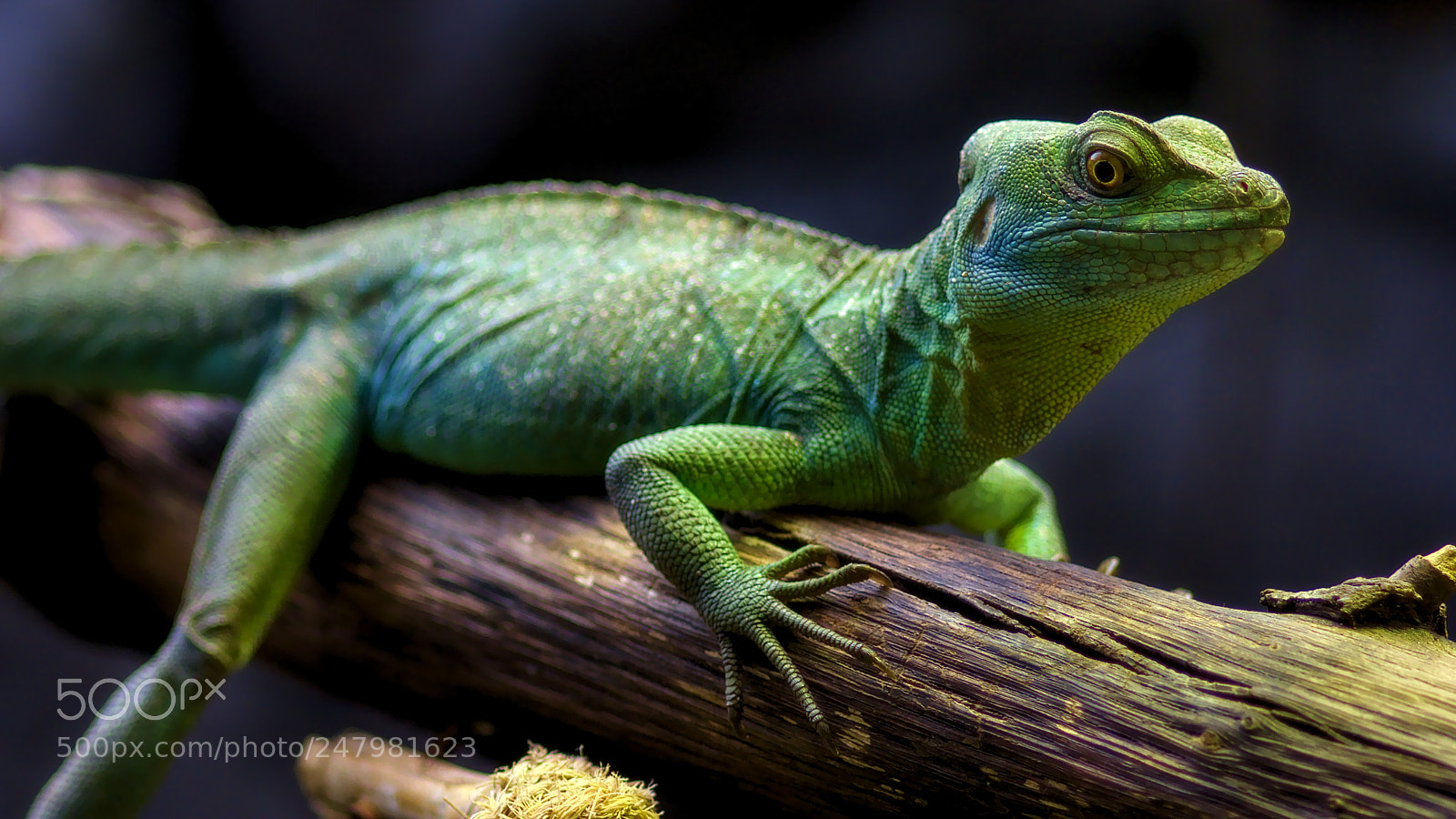 Canon EOS 60D sample photo. Green iguana photography