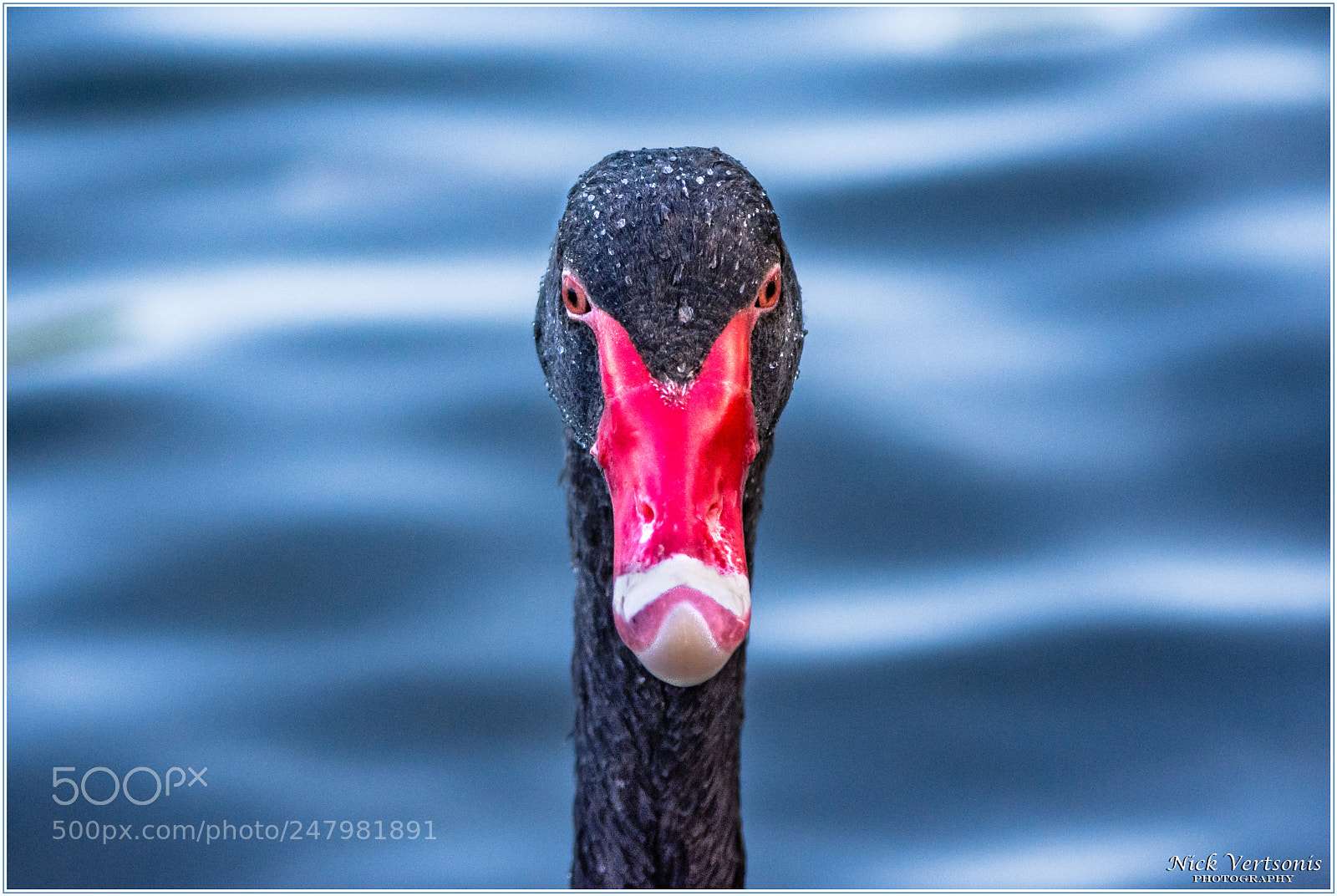 Nikon D7200 sample photo. Look into my eyes... photography
