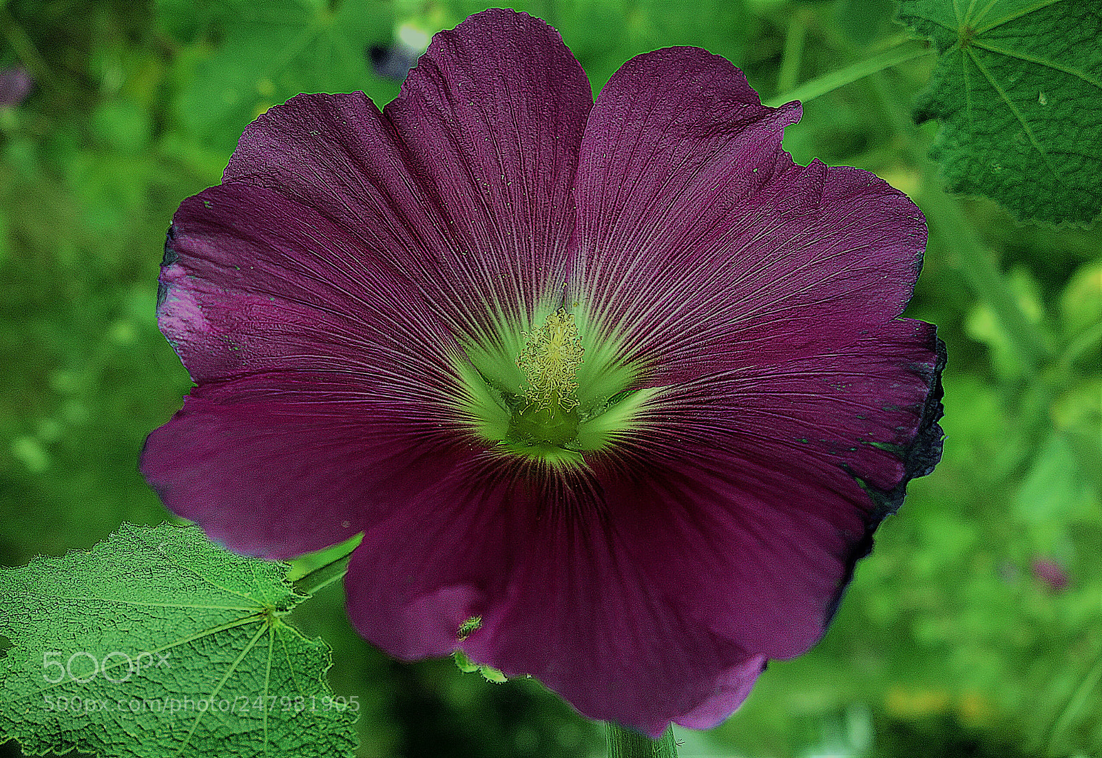 Sony Cyber-shot DSC-RX100 sample photo. Quasi reale photography