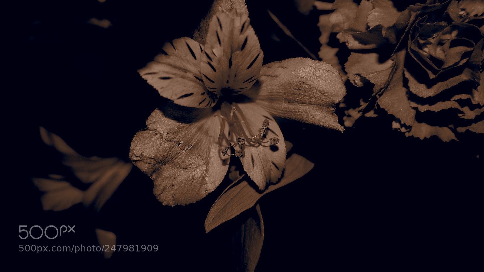 Olympus OM-D E-M10 III sample photo. Sepia lily photography