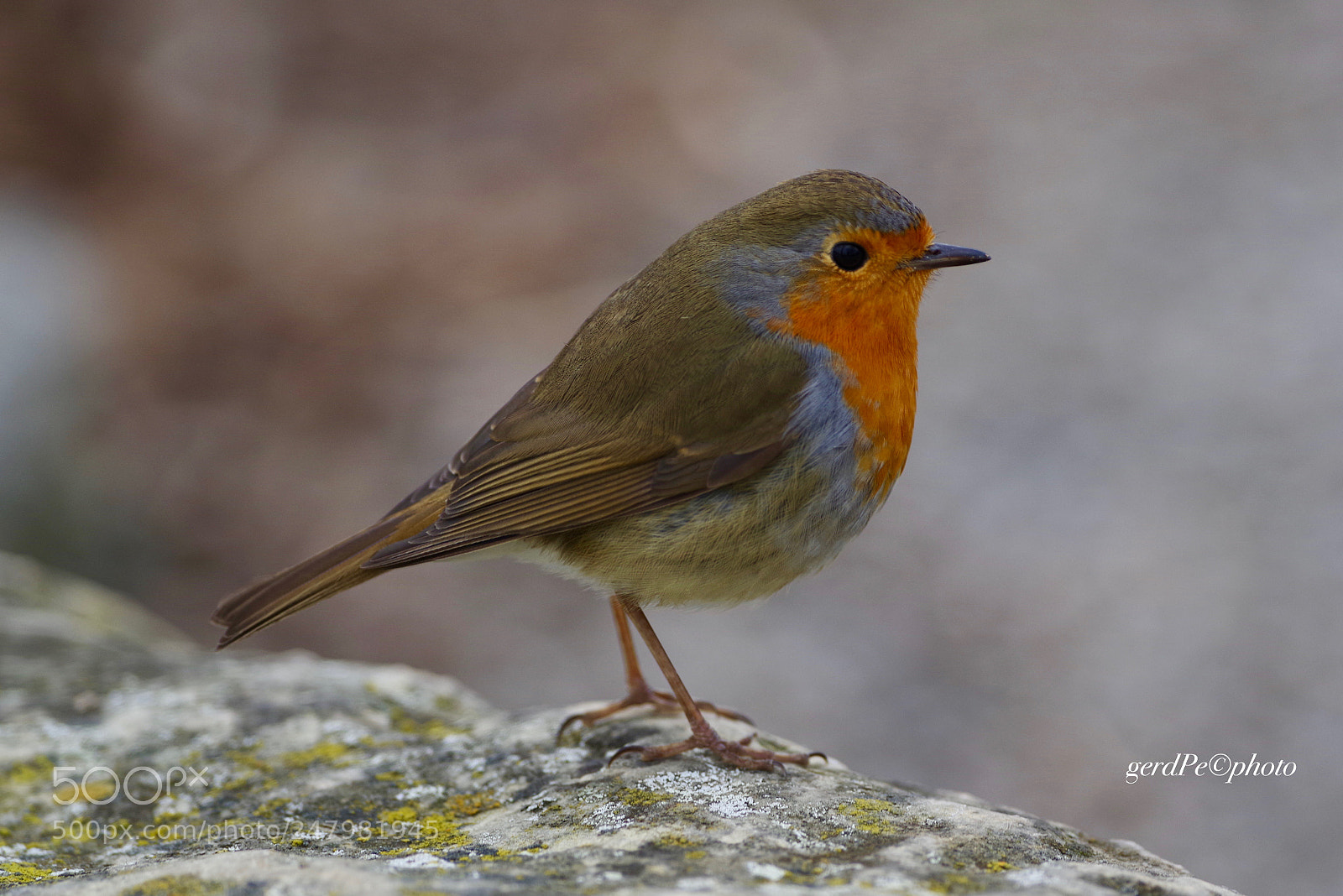 Pentax K-1 sample photo. Robin redbreast photography