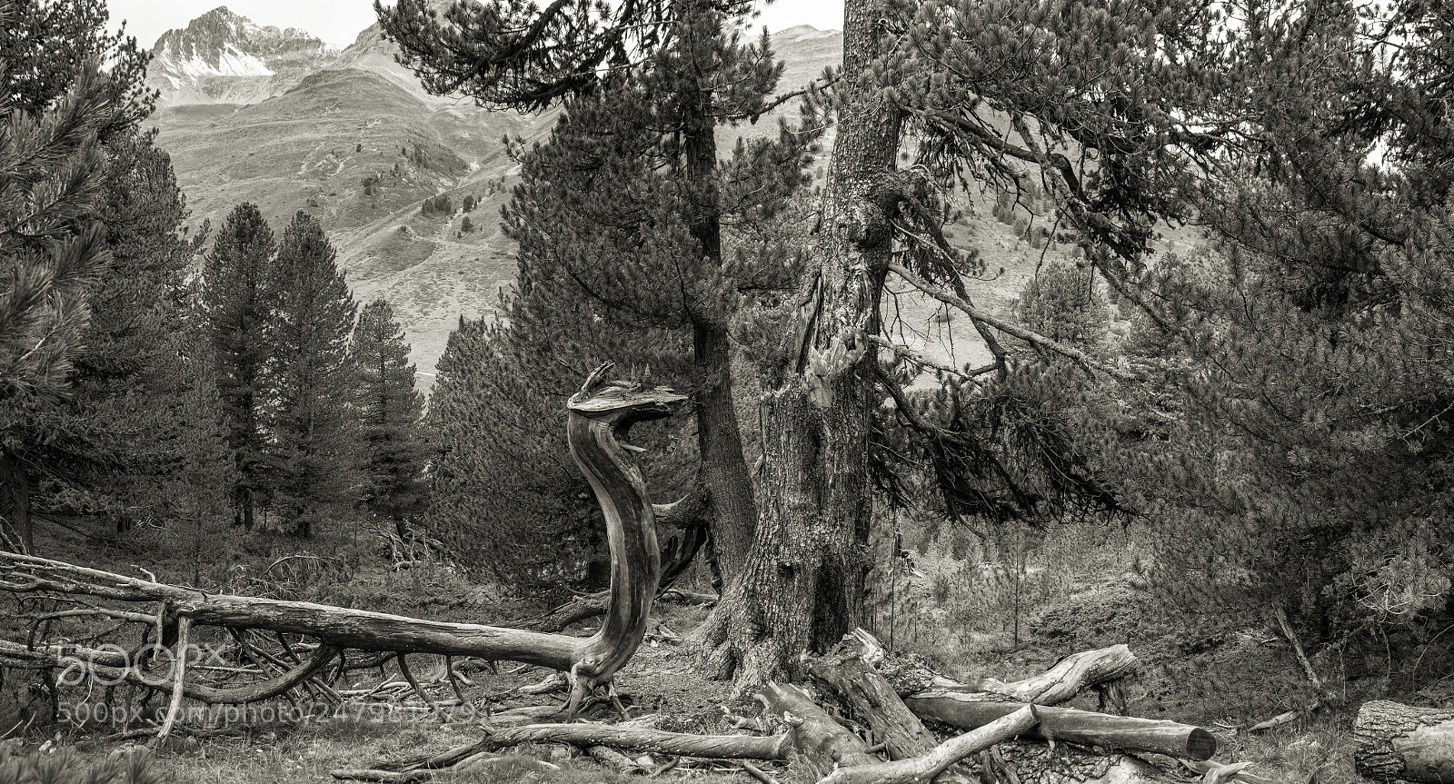 Pentax K-3 sample photo. The cracked stonepine photography