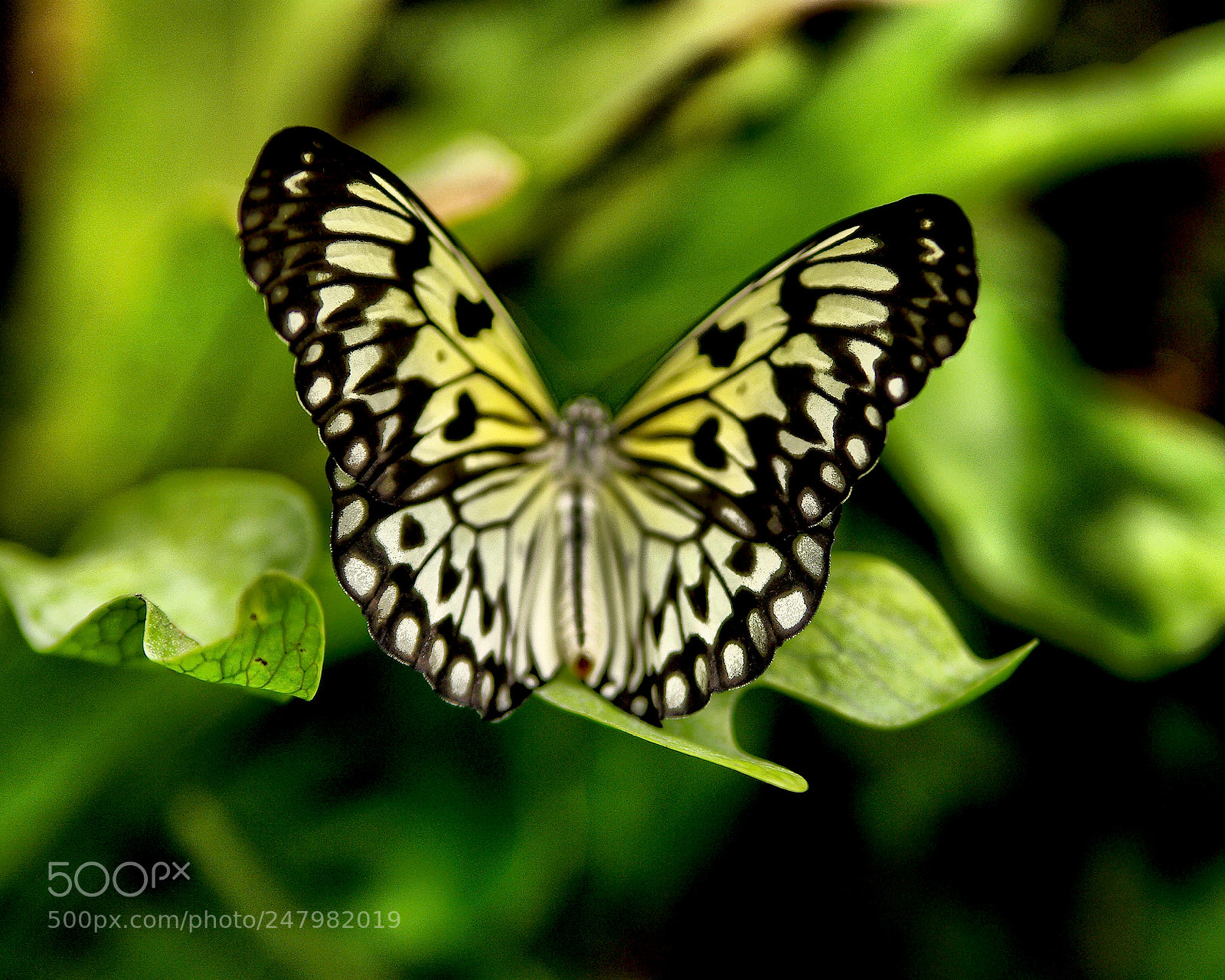 Pentax K20D sample photo. 39409561705.jpg photography