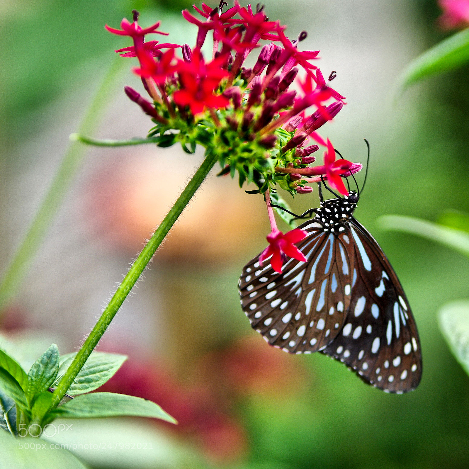 Pentax K20D sample photo. 39423552535.jpg photography