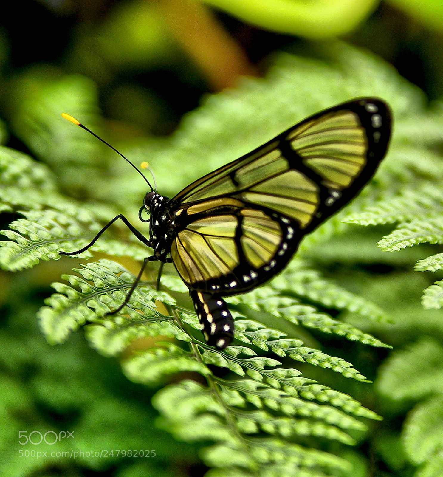 Pentax K20D sample photo. 38497585400.jpg photography