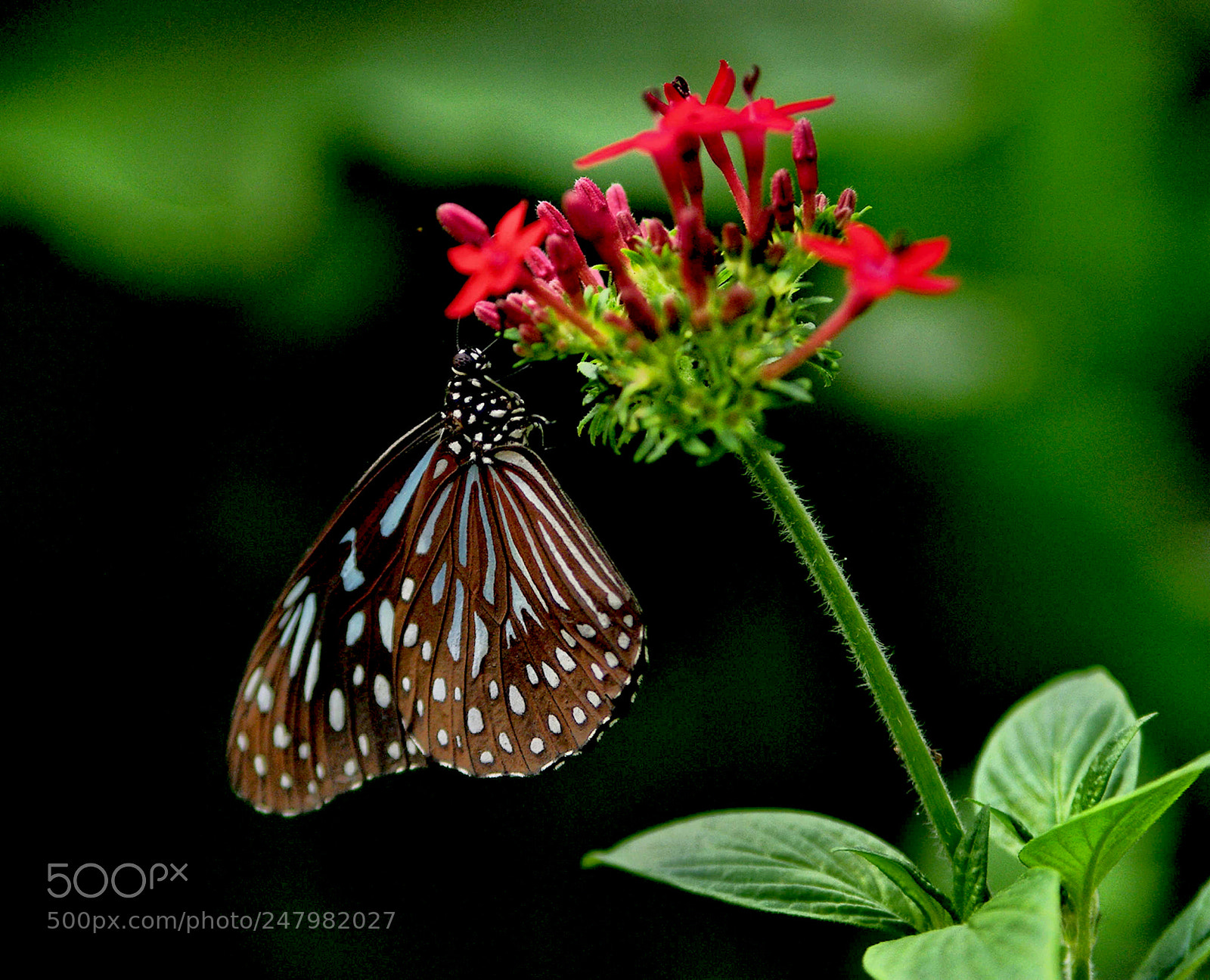 Pentax K20D sample photo. 40307057971.jpg photography