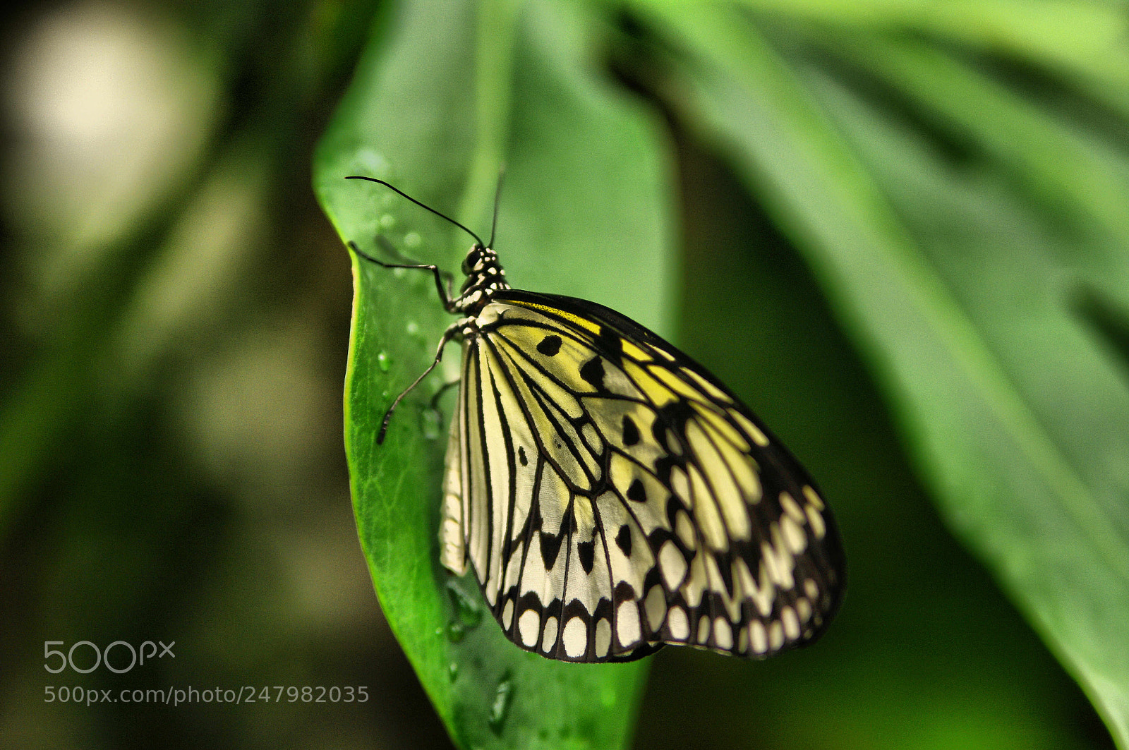 Pentax K20D sample photo. 39594971754.jpg photography