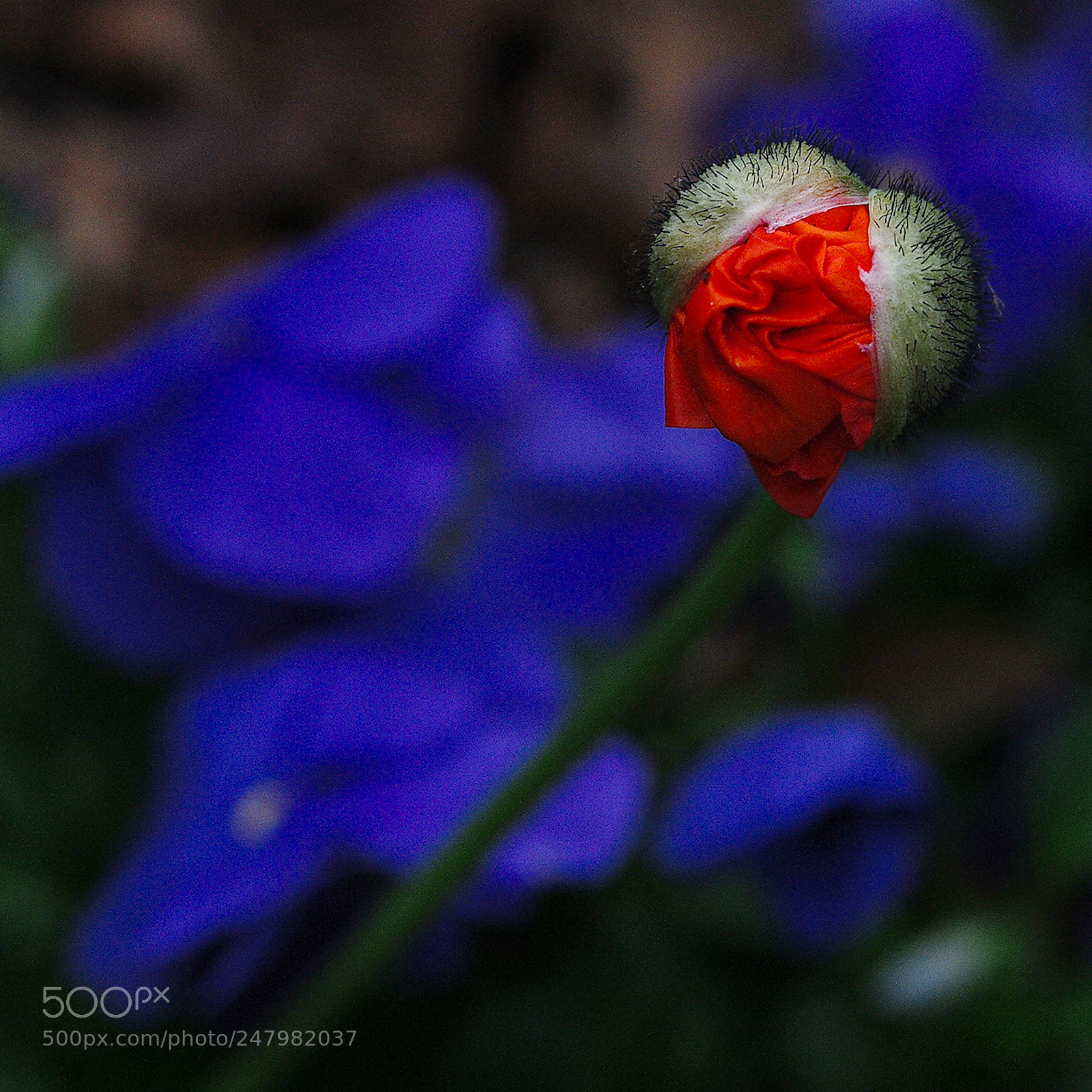 Pentax K20D sample photo. 40180576342.jpg photography