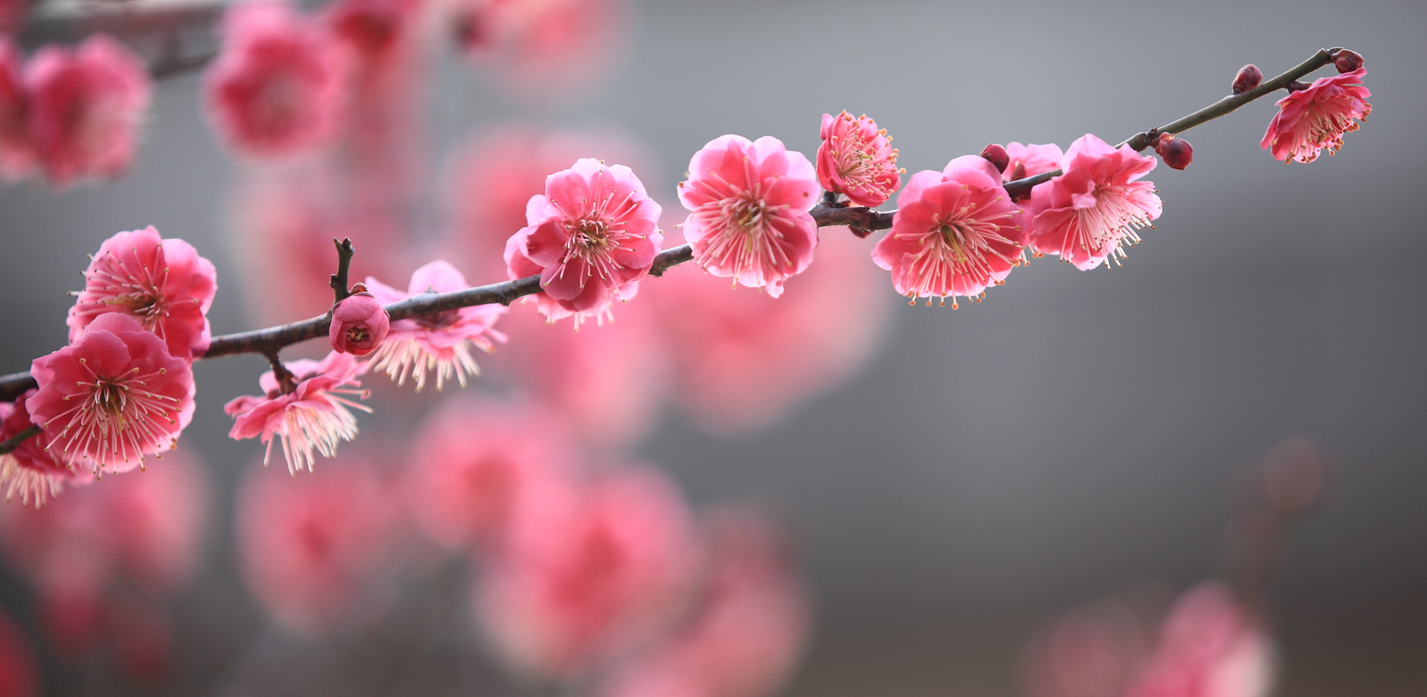 Canon EF 70-200mm F2.8L IS II USM sample photo. Img photography