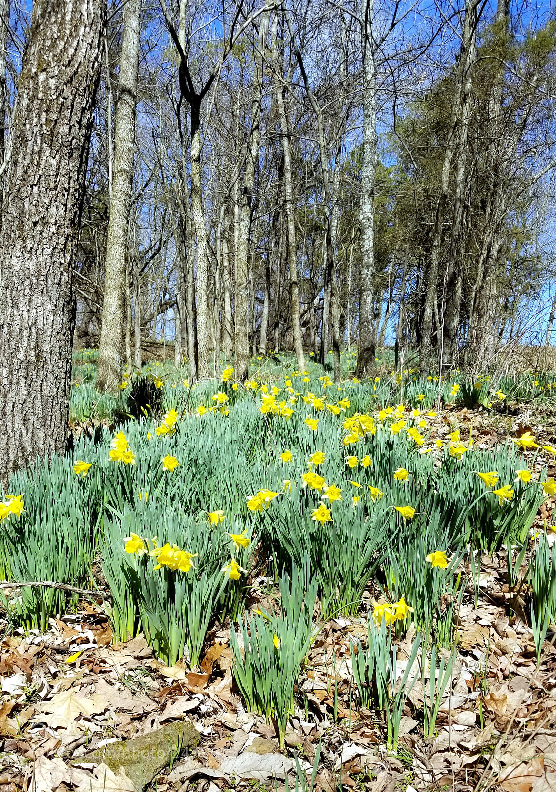 Samsung Galaxy S8+ sample photo. Easter flowers photography