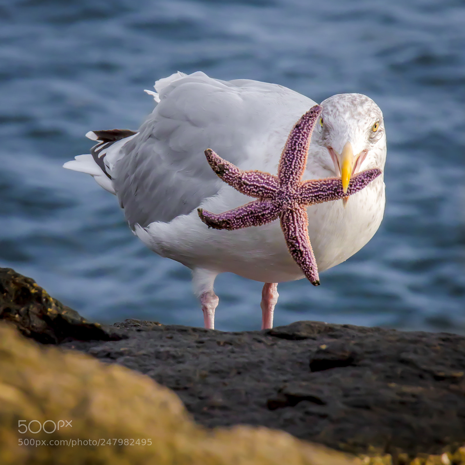 Canon EOS 7D Mark II sample photo. Seagull and starfish photography