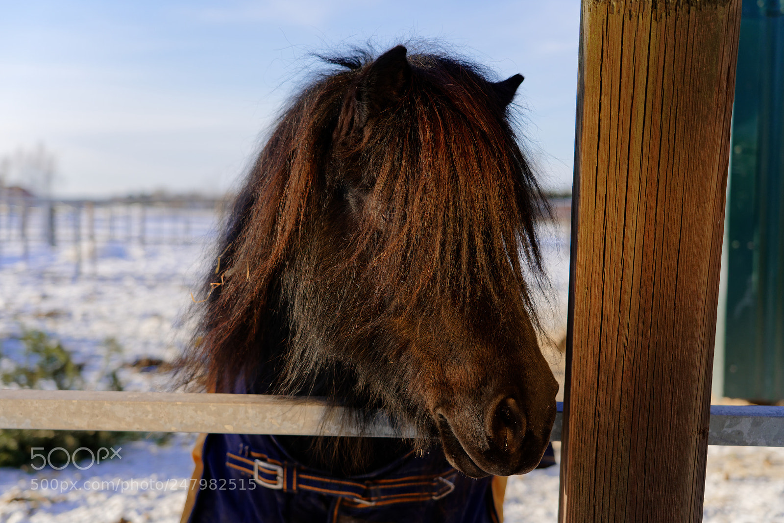 Sony a7R III sample photo. Shetland pony photography