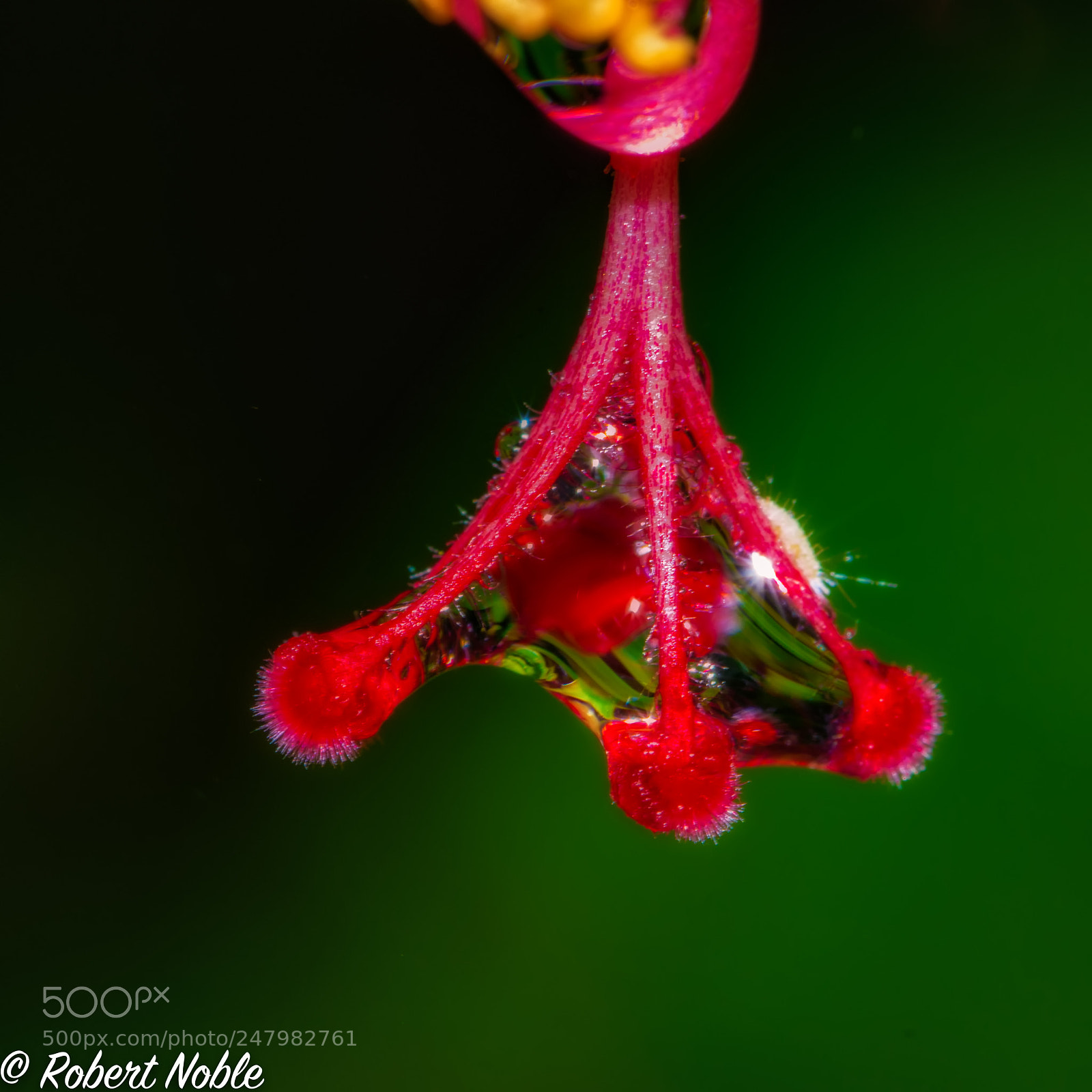 Nikon D7200 sample photo. Hibiscus pistils and raindrop photography