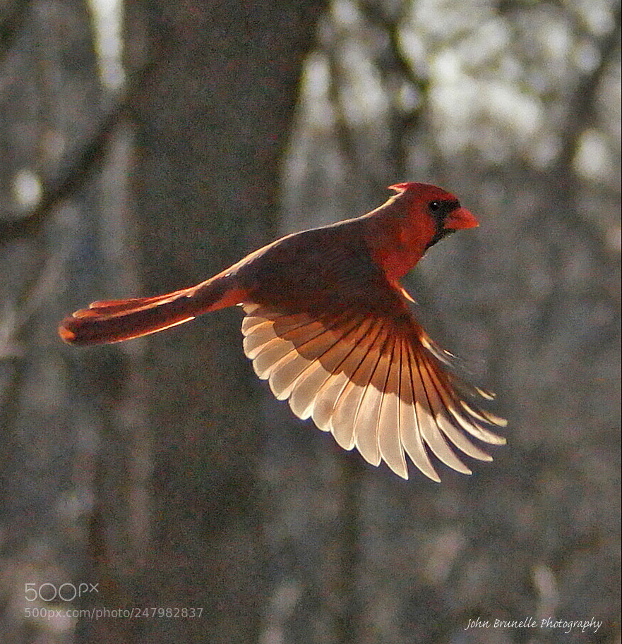 Samsung NX500 sample photo. Cardinal march 2 photography