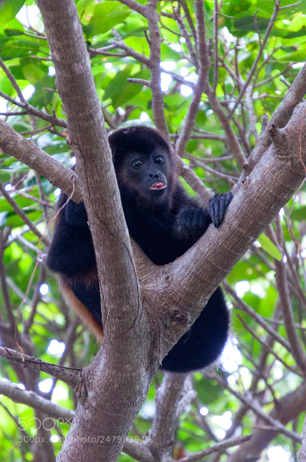 Nikon D5000 sample photo. Mantled howler monkey alouatta photography