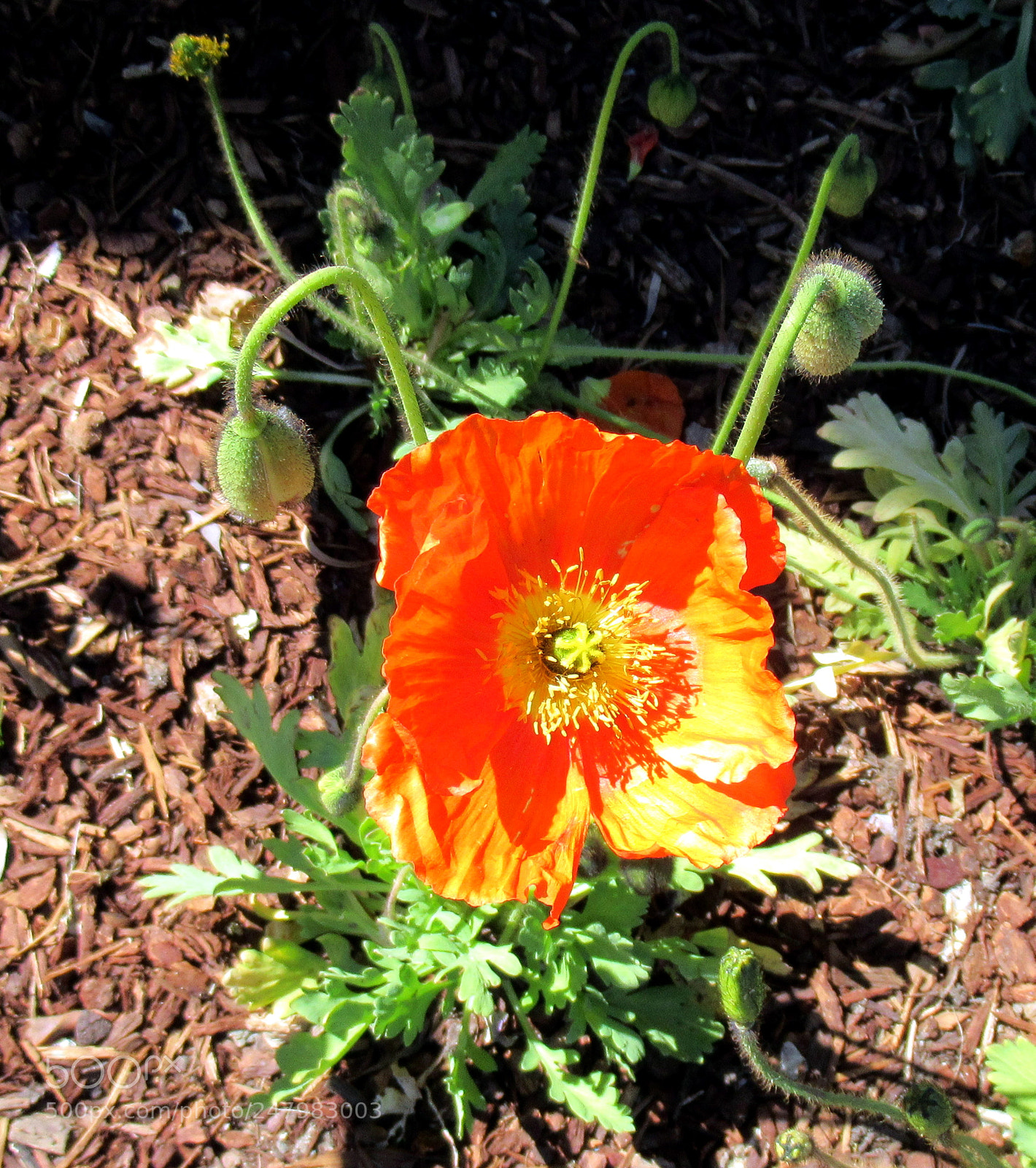 Canon PowerShot SX620 HS sample photo. F photography