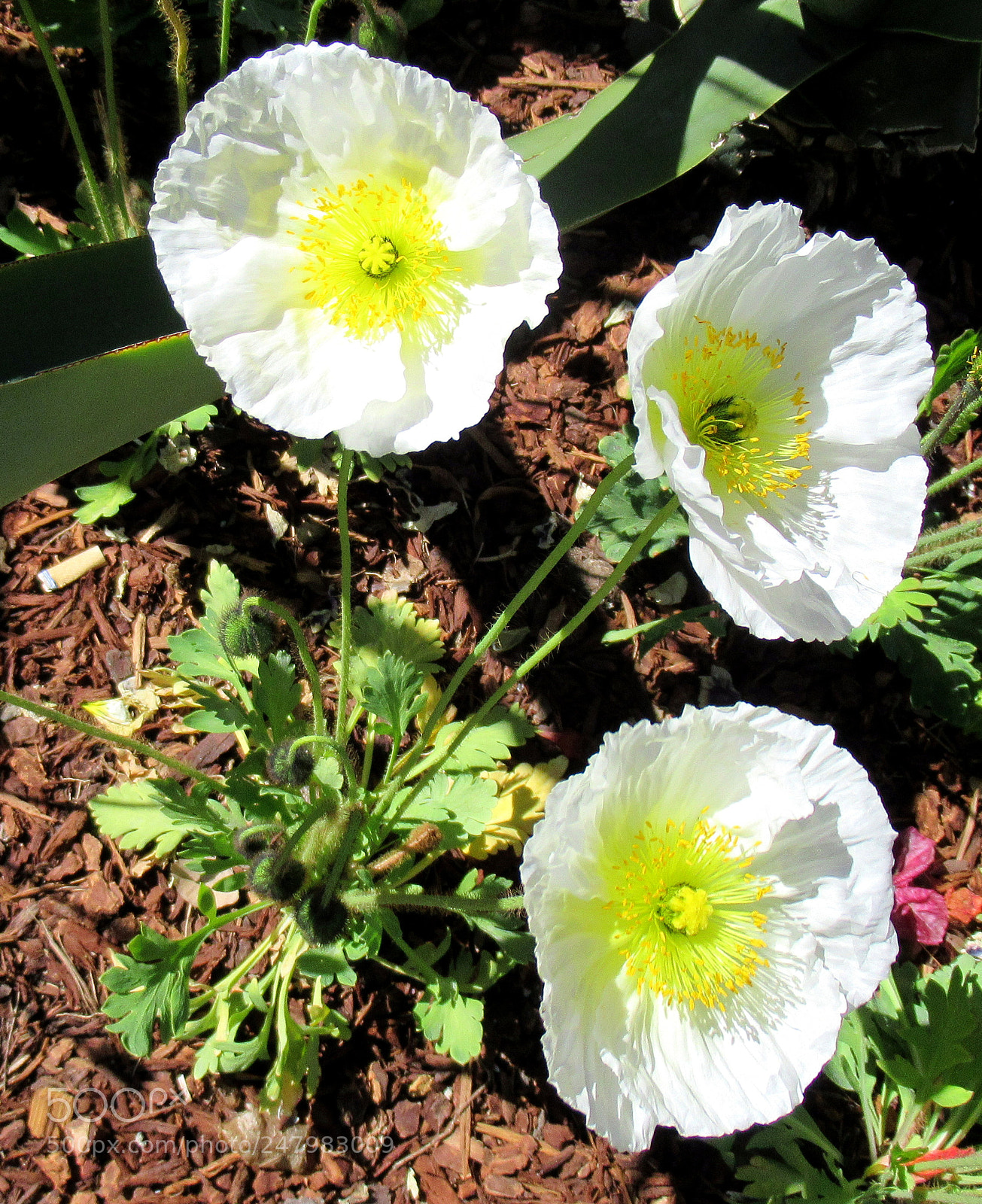 Canon PowerShot SX620 HS sample photo. F photography