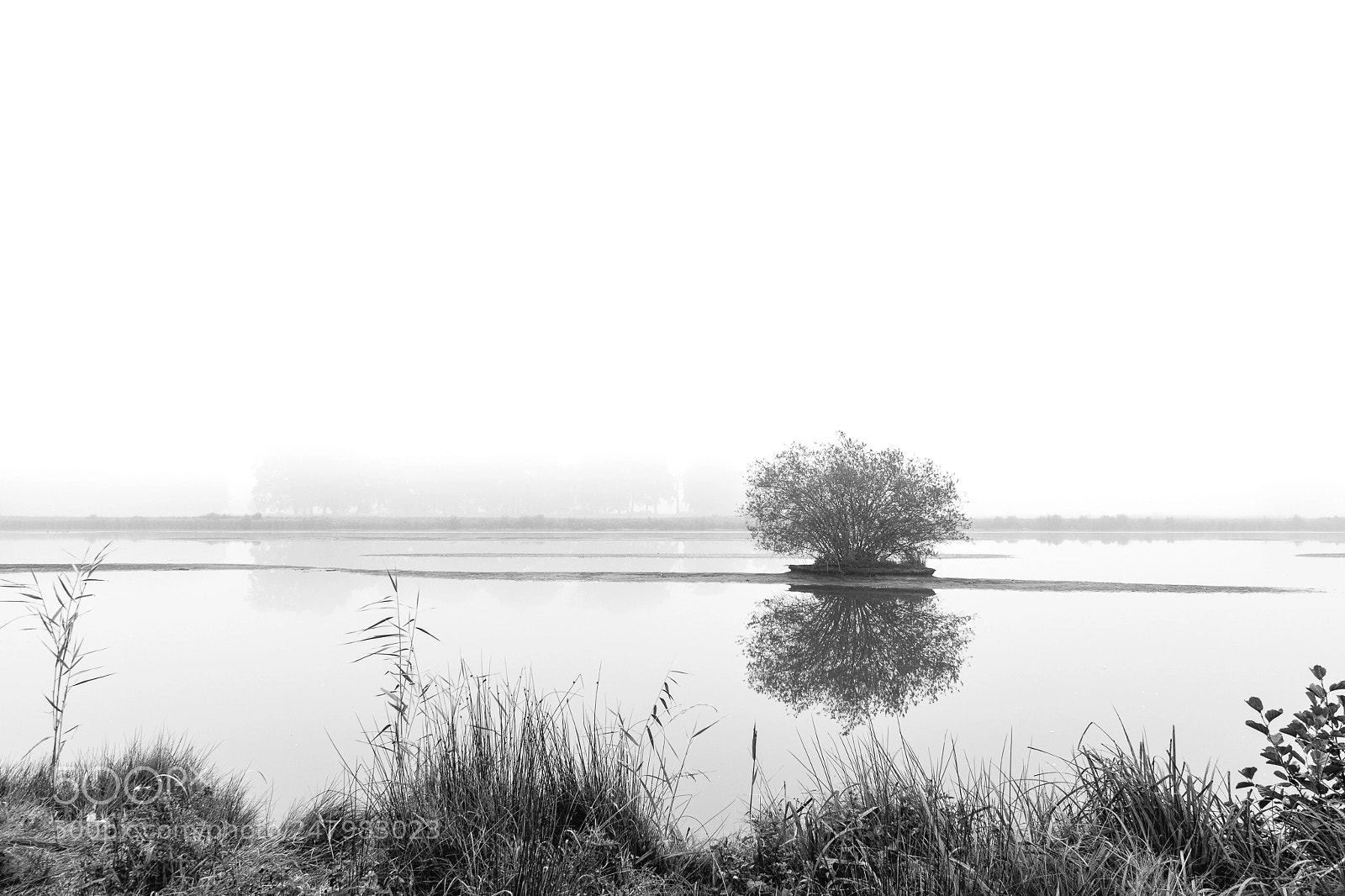 Nikon D500 sample photo. The tree photography