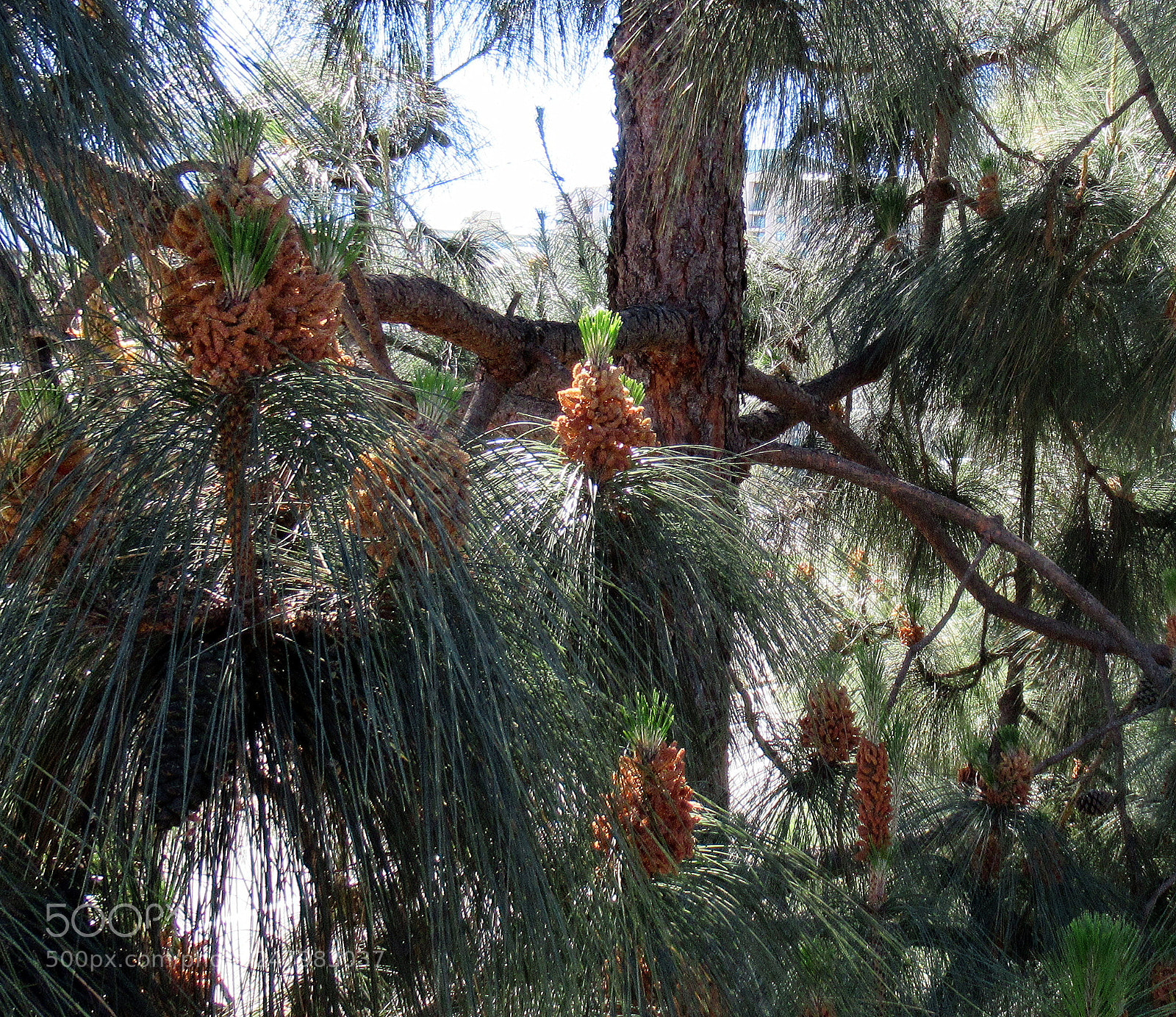 Canon PowerShot SX620 HS sample photo. F photography