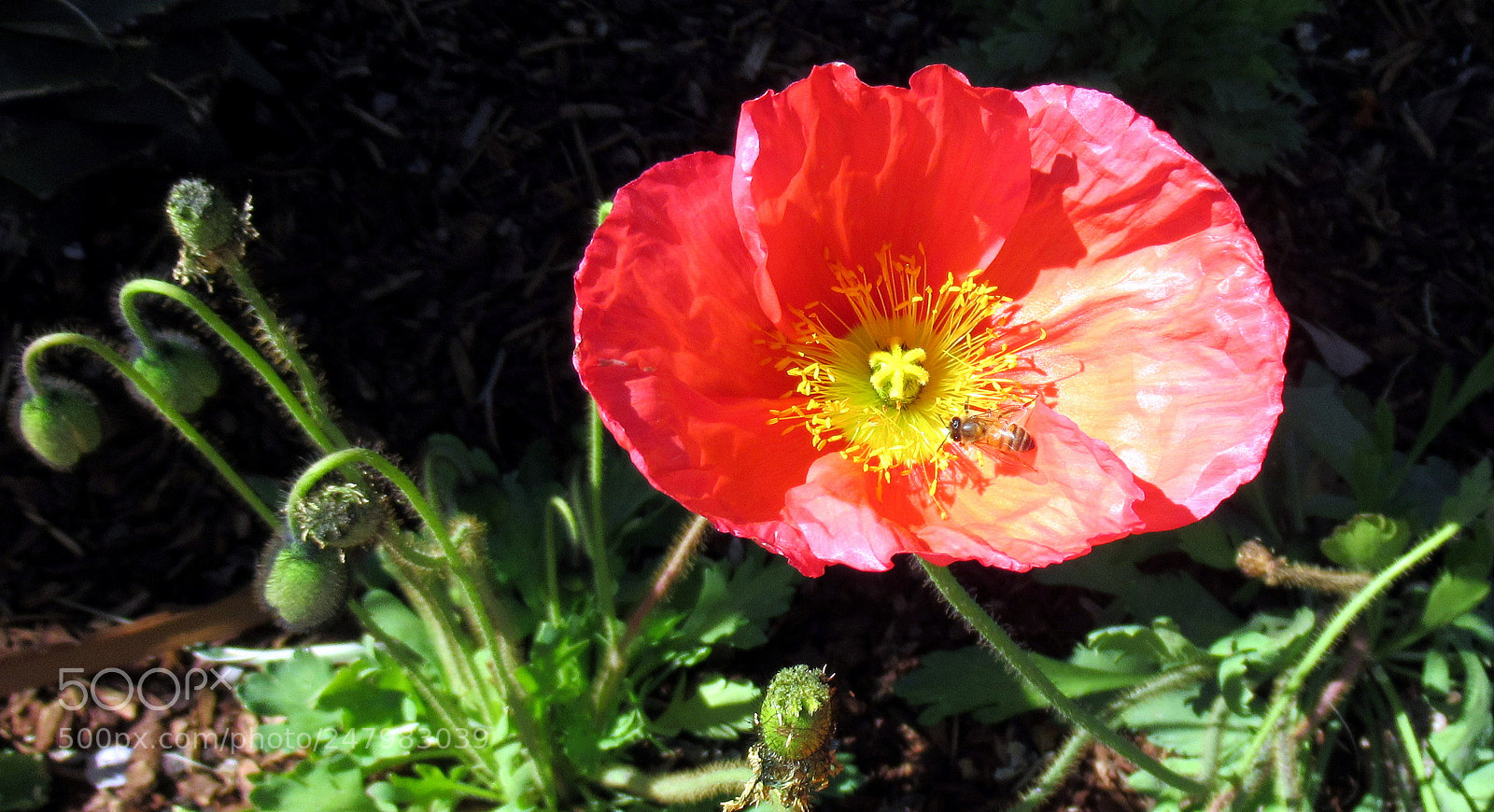 Canon PowerShot SX620 HS sample photo. F photography
