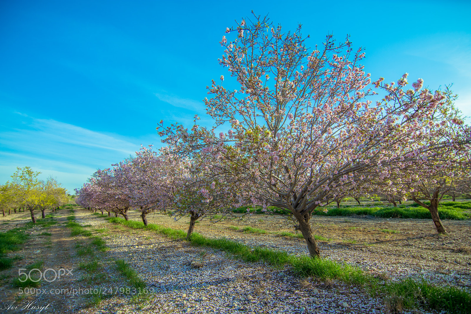 Nikon D7200 sample photo. Almond tree photography