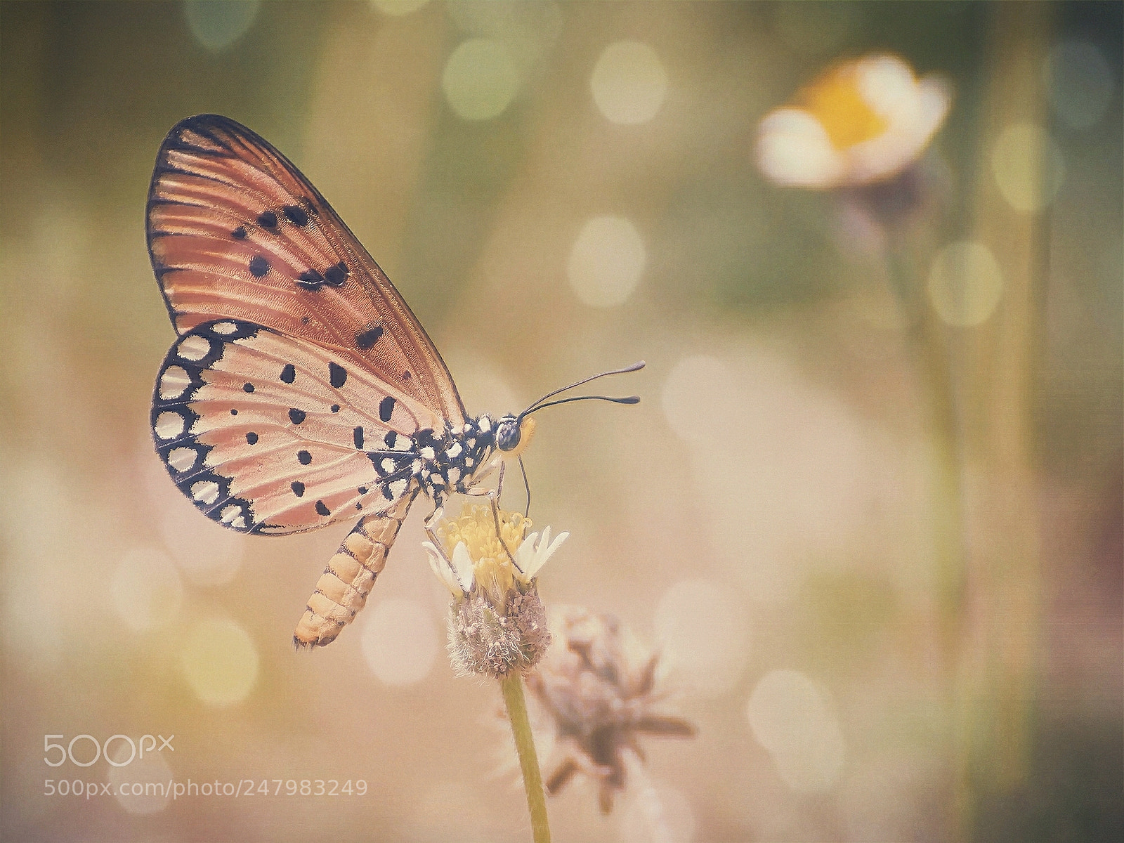 Nikon D7100 sample photo. Acraea violae butterfly photography