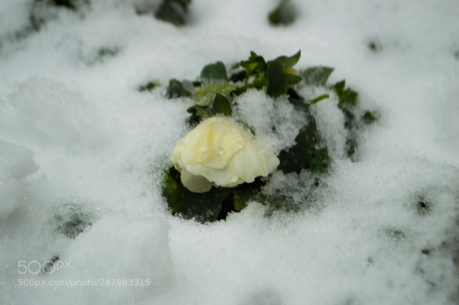 Nikon D3200 sample photo. A flower in the photography