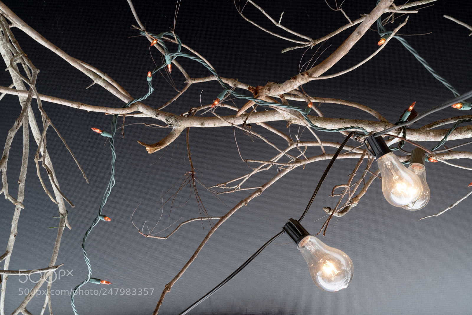 Sony a7R III sample photo. Branches lights under awning photography