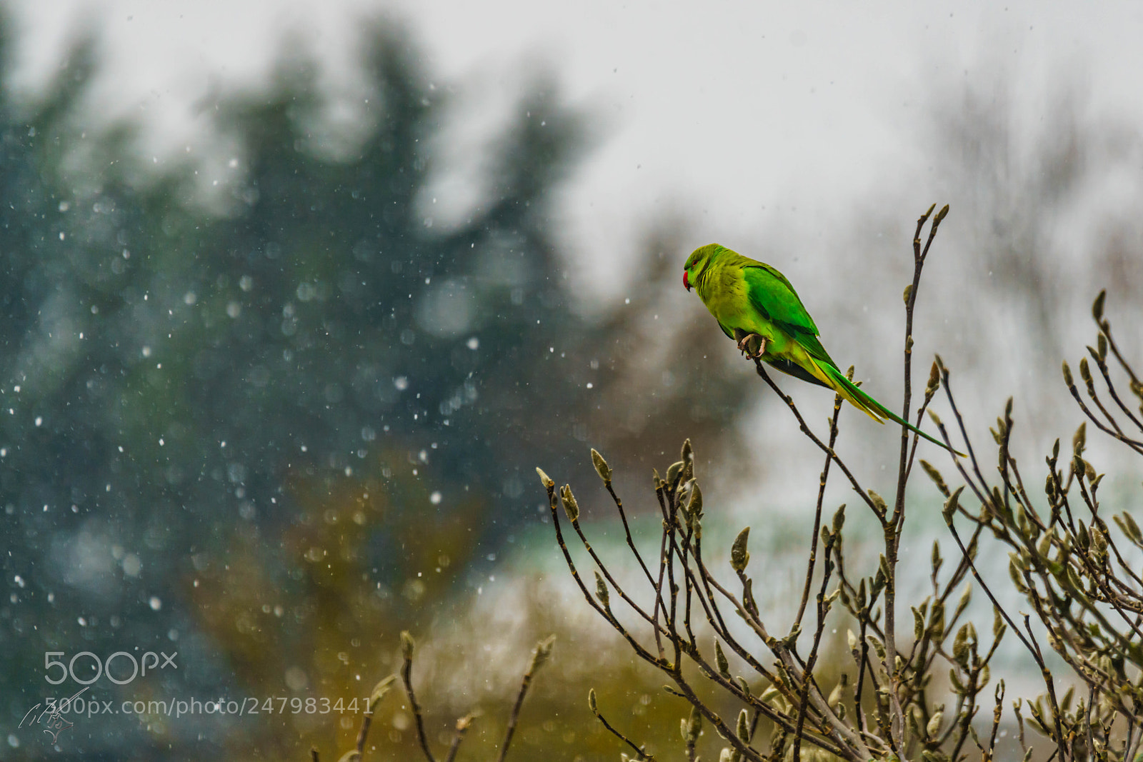 Sony a7R II sample photo. Frozen parakeets photography