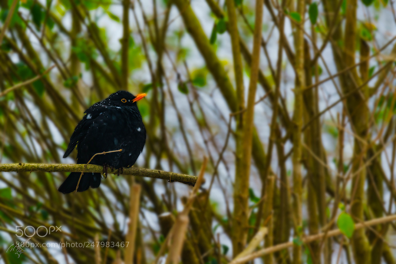 Sony a7R II sample photo. Black bird photography