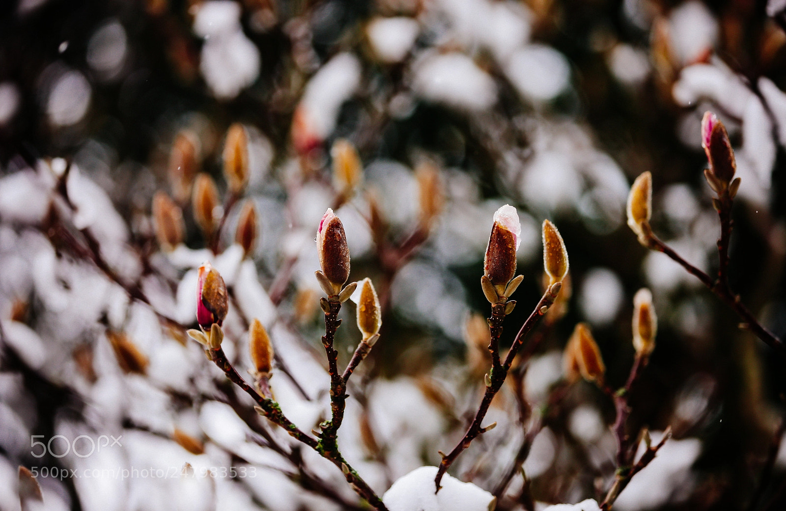 Canon EOS-1Ds Mark III sample photo. Wx photography