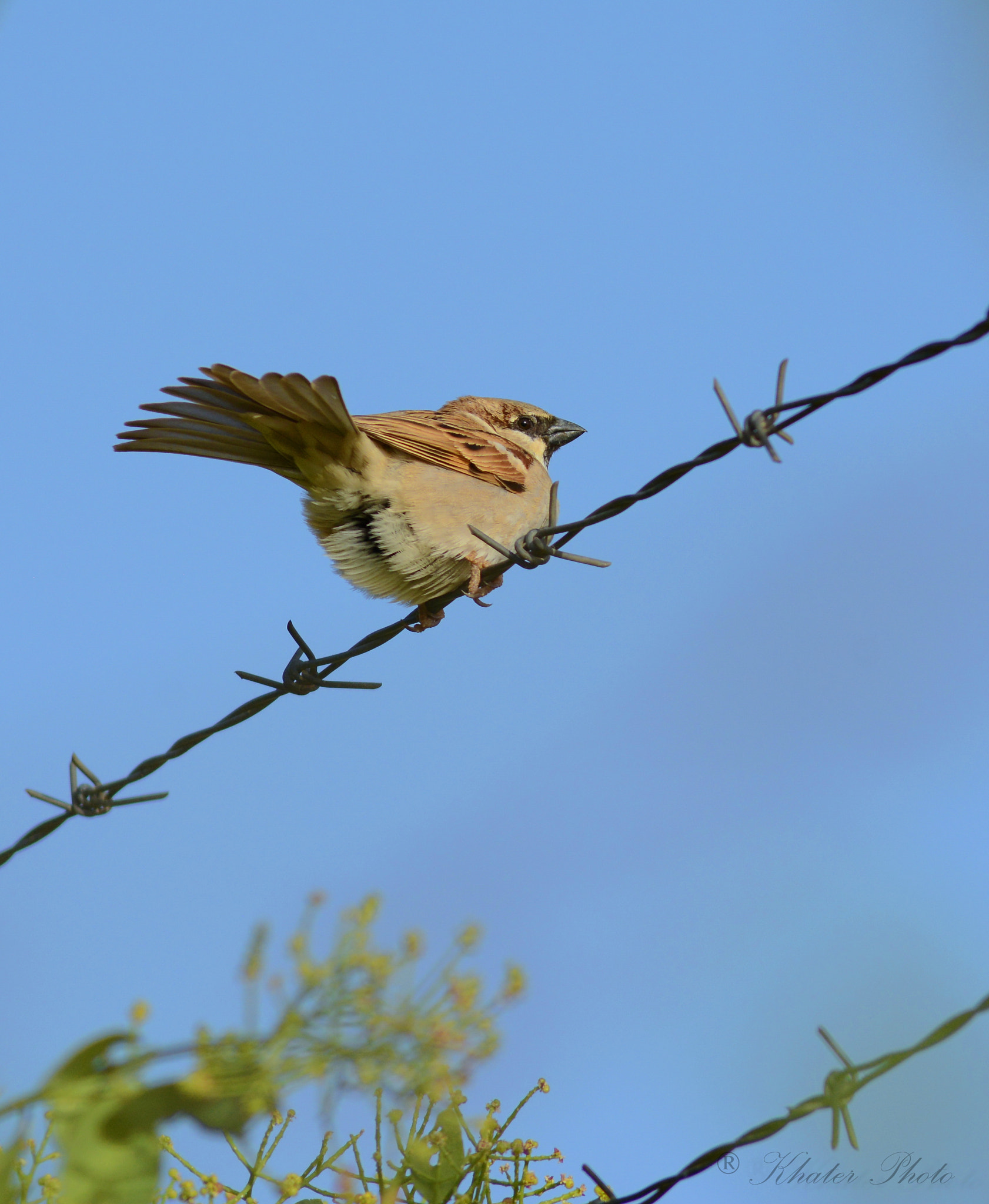 AF Nikkor 300mm f/4 IF-ED sample photo. Sparrow photography