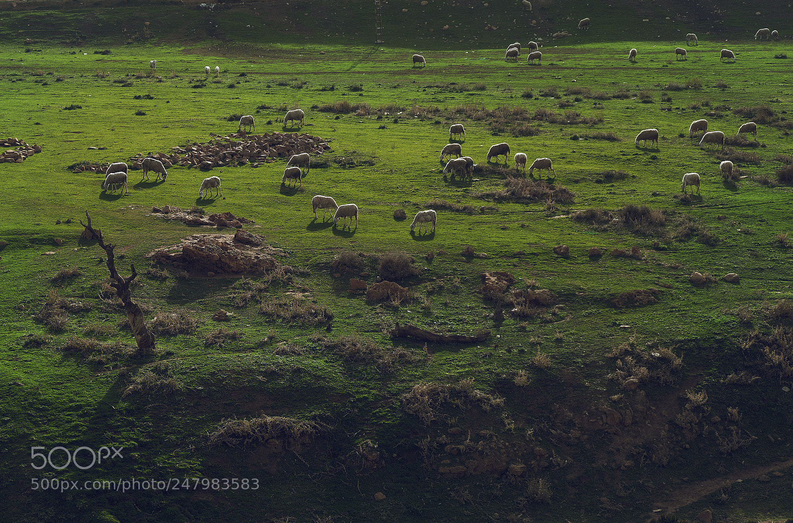 Fujifilm X-A1 sample photo. عين الزينة photography