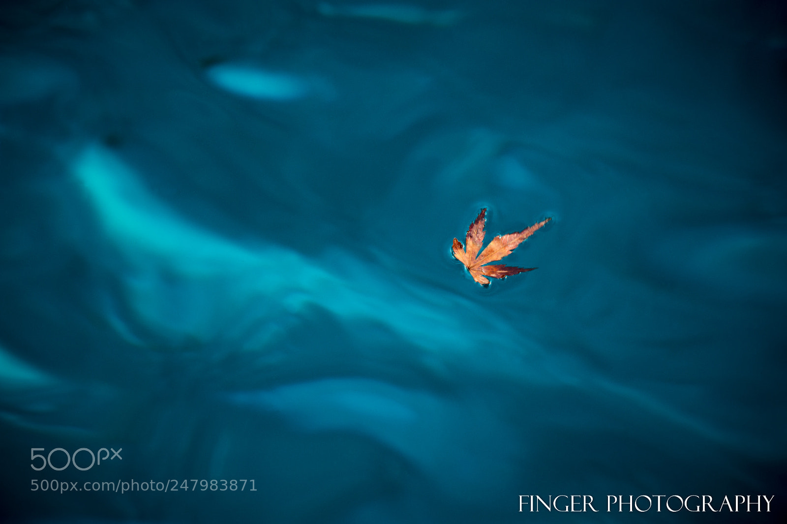 Nikon D700 sample photo. Floating leaf photography