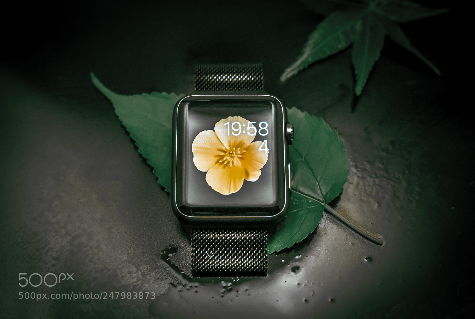 Sony a7 II sample photo. Apple watch d photography