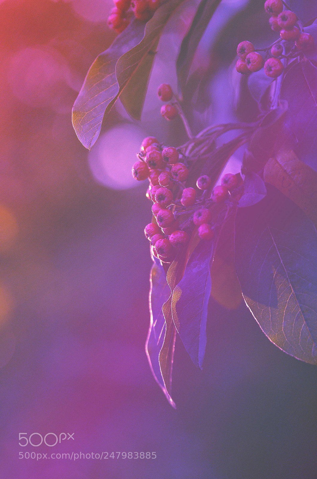 Nikon D5100 sample photo. Autumn beries photography