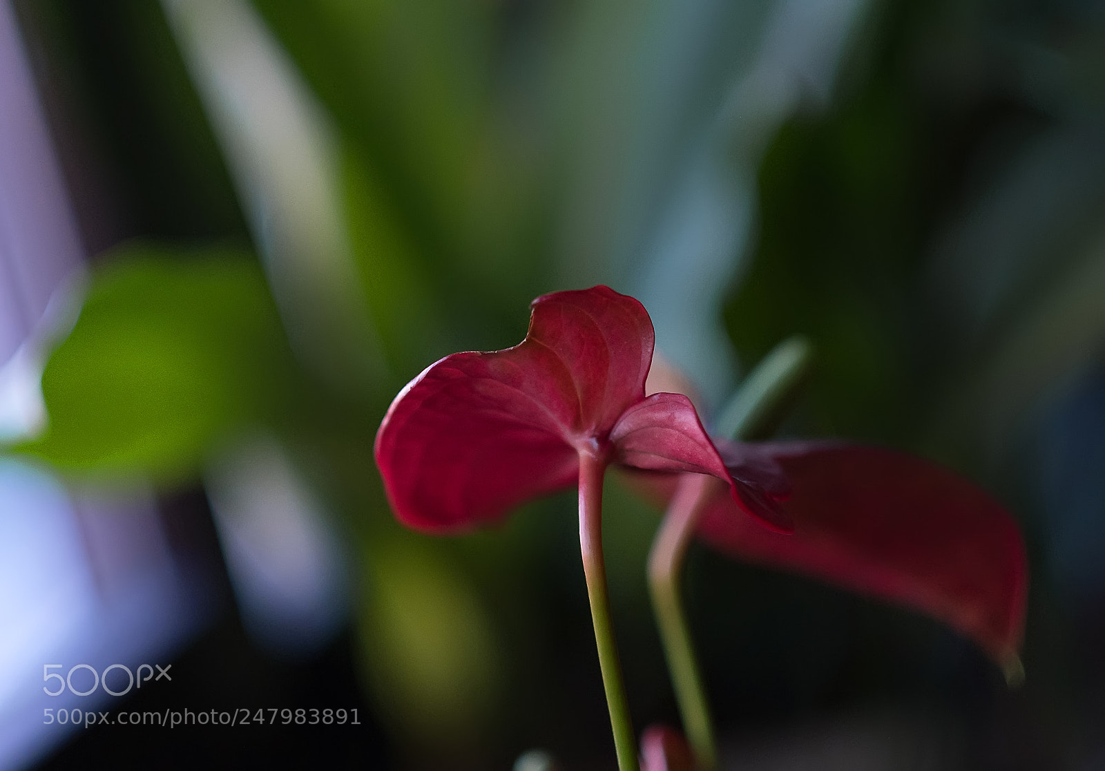 Fujifilm X-T2 sample photo. Étrange plante photography