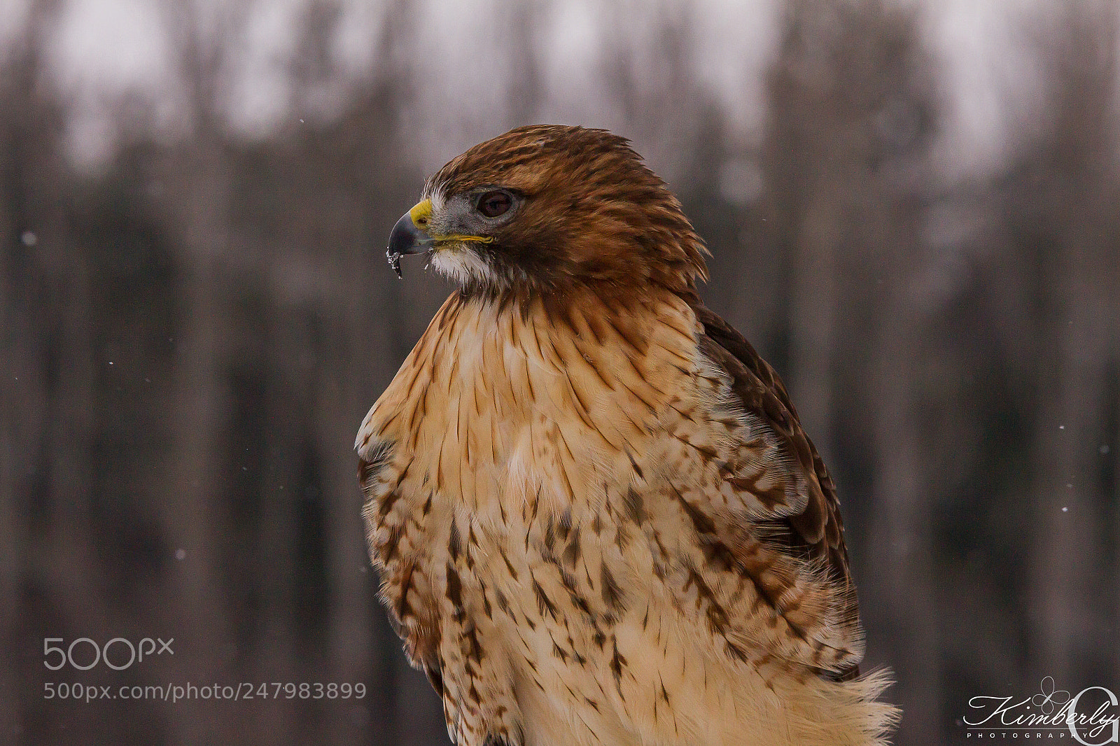 Canon EOS 7D sample photo. Red tailed hawk photography