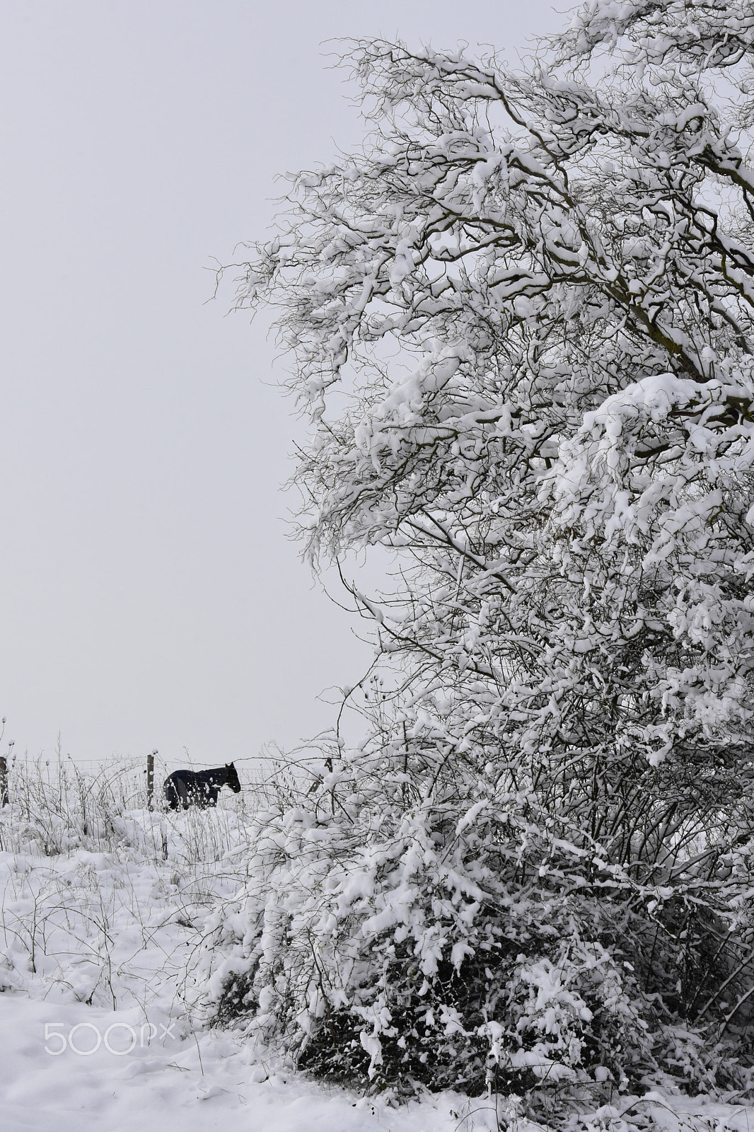 Nikon D7200 sample photo. Neige photography