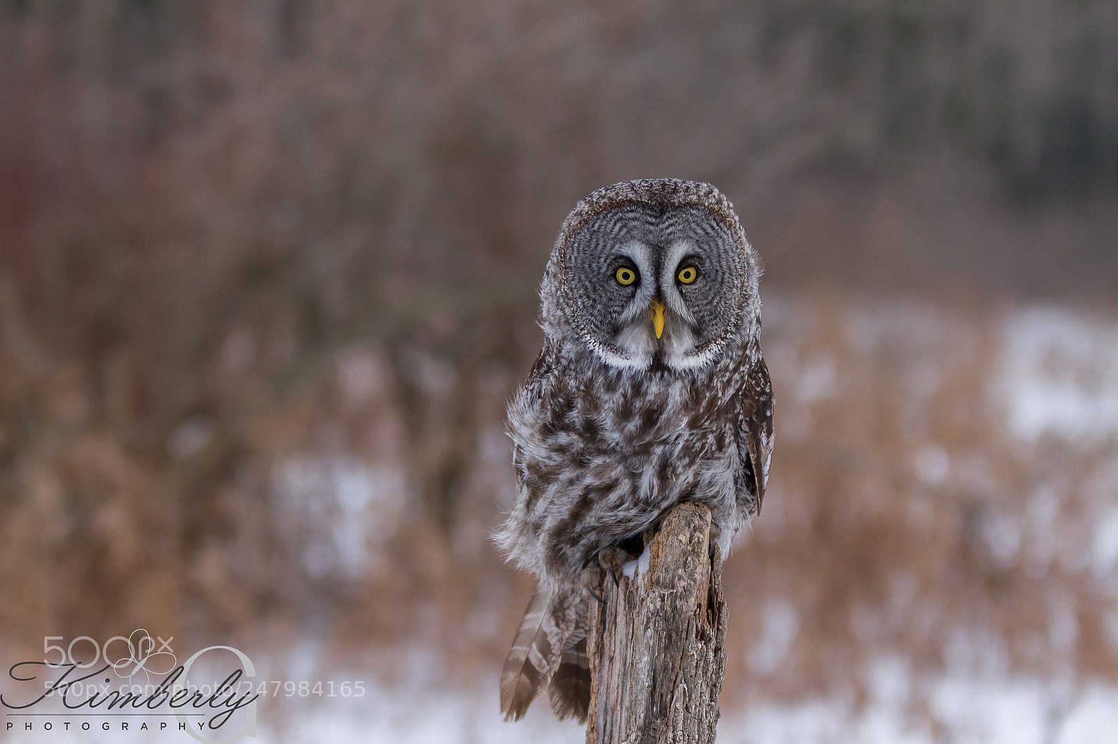 Canon EOS 7D sample photo. Great grey owl photography