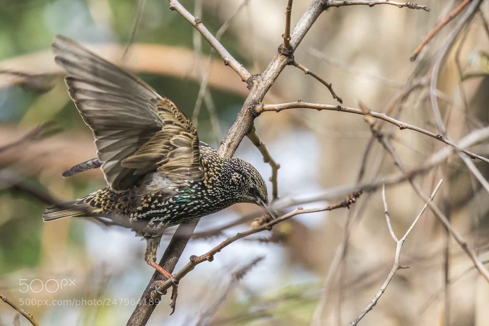 Canon EOS 7D Mark II sample photo. Last of them. see photography