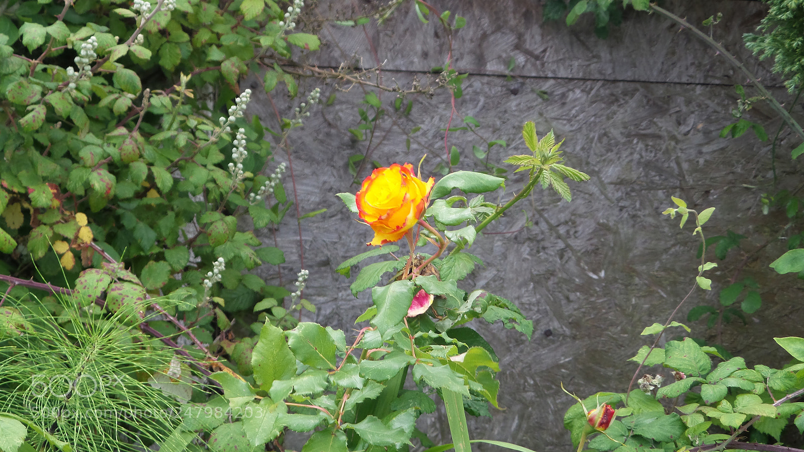 Samsung Galaxy Camera 2 sample photo. Img photography